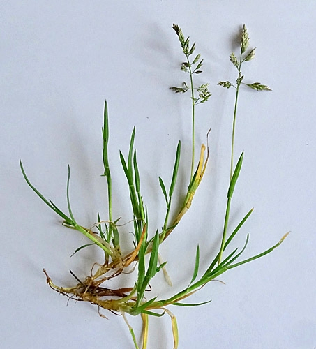 Pflanzenbild gross Einjähriges Rispengras - Poa annua