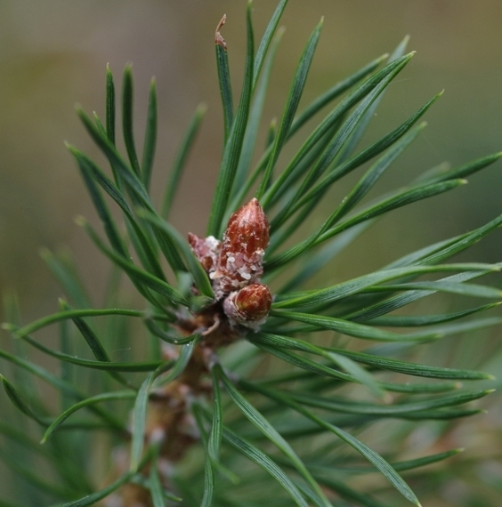 Pflanzenbild gross Wald-Föhre - Pinus sylvestris