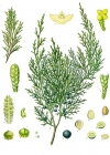 Einzelbild 2 Sefistrauch - Juniperus sabina
