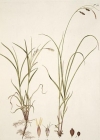 Einzelbild 2 Rost-Segge - Carex ferruginea