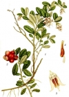 Einzelbild 2 Preiselbeere - Vaccinium vitis-idaea