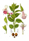 Einzelbild 2 Immenblatt - Melittis melissophyllum