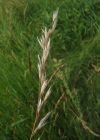 Einzelbild 2 Flaum-Wiesenhafer - Helictotrichon pubescens