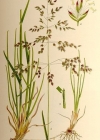 Einzelbild 2 Gewöhnliches Wiesen-Rispengras - Poa pratensis