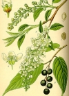 Einzelbild 2 Traubenkirsche - Prunus padus