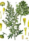 Einzelbild 2 Echter Wermut - Artemisia absinthium