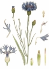 Einzelbild 2 Kornblume - Centaurea cyanus