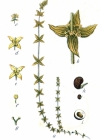 Einzelbild 2 Behaartes Kreuzlabkraut - Cruciata laevipes