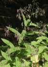 Einzelbild 3 Purpurlattich - Prenanthes purpurea