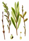 Einzelbild 2 Purpur-Weide - Salix purpurea