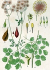 Einzelbild 2 Akeleiblättrige Wiesenraute - Thalictrum aquilegiifolium