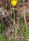 Einzelbild 4 Weinberg-Tulpe - Tulipa sylvestris