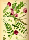 Einzelbild 2 Futter-Wicke - Vicia sativa
