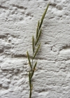 Einzelbild 4 Fieder-Zwenke - Brachypodium pinnatum aggr.