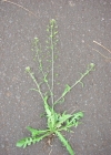 Einzelbild 3 Gemeines Hirtentäschel - Capsella bursa-pastoris