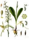 Einzelbild 4 Weisses Breitkölbchen - Platanthera bifolia
