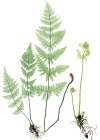 Einzelbild 2 Dorniger Wurmfarn - Dryopteris carthusiana