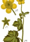 Einzelbild 2 Wolliger Hahnenfuss - Ranunculus lanuginosus