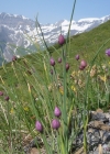 Einzelbild 2 Schnittlauch - Allium schoenoprasum