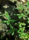 Einzelbild 3 Turiner Waldmeister - Asperula taurina