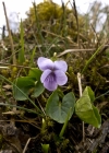 Einzelbild 4 Sumpf-Veilchen - Viola palustris
