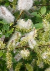Einzelbild 2 Schwarzwerdende Weide - Salix myrsinifolia