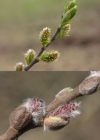 Einzelbild 4 Schwarzwerdende Weide - Salix myrsinifolia