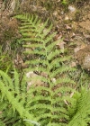 Einzelbild 3 Wald-Frauenfarn - Athyrium filix-femina