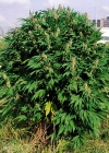 Einzelbild 3 Hanf - Cannabis sativa
