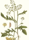 Einzelbild 4 Echte Sumpfkresse - Rorippa palustris