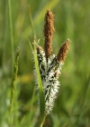Einzelbild 3 Steife Segge - Carex elata