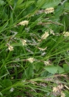 Einzelbild 3 Rost-Segge - Carex ferruginea