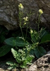 Einzelbild 3 Brunnenkressenblättrige Rampe - Erucastrum nasturtiifolium
