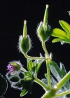 Einzelbild 4 Kleiner Storchschnabel - Geranium pusillum