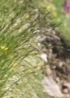 Einzelbild 2 Immergrüne Segge - Carex sempervirens