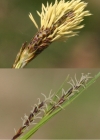 Einzelbild 3 Immergrüne Segge - Carex sempervirens