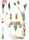 Einzelbild 3 Raue Nelke - Dianthus armeria
