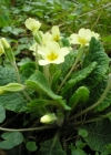 Einzelbild 4 Stängellose Schlüsselblume - Primula acaulis