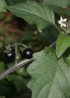 Einzelbild 4 Schwarzer Nachtschatten - Solanum nigrum