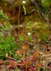 Einzelbild 3 Rundblättriger Sonnentau - Drosera rotundifolia