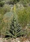 Einzelbild 4 Kleinblütige Königskerze - Verbascum thapsus