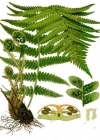 Einzelbild 4 Echter Wurmfarn - Dryopteris filix-mas