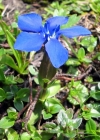 Einzelbild 4 Frühlings-Enzian - Gentiana verna