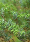 Einzelbild 4 Zwerg-Wacholder - Juniperus communis subsp. alpina