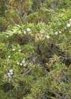 Einzelbild 3 Sefistrauch - Juniperus sabina