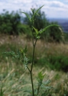 Einzelbild 1 Wald-Borstendolde - Torilis japonica