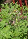 Einzelbild 3 Aufrechtes Traubenkraut - Ambrosia artemisiifolia