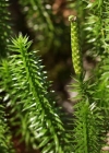 Einzelbild 3 Wald-Bärlapp - Lycopodium annotinum