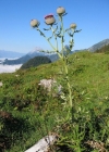 Einzelbild 4 Wollköpfige Kratzdistel - Cirsium eriophorum subsp. eriophorum
