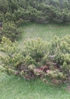 Einzelbild 3 Leg-Föhre - Pinus mugo Turra subsp. mugo